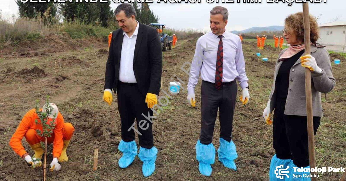 "Dalaman'da Tarımsal Kalkınma Hamlesi: Cezaevinde Sakız Ağacı Üretimi Başladı" başlıklı haber için f