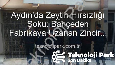 Aydın’da Zeytin Hırsızlığı Şoku: Bahçeden Fabrikaya Uzanan Zincir Kırıldı, 2 Şüpheli Yakalandı