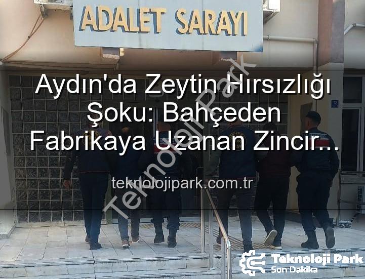 zeytin hırsızlığı - Aydın'da Zeytin Hırsızlığı Şoku: Bahçeden Fabrikaya Uzanan Zincir Kırıldı, 2 Şüpheli Yakalandı
