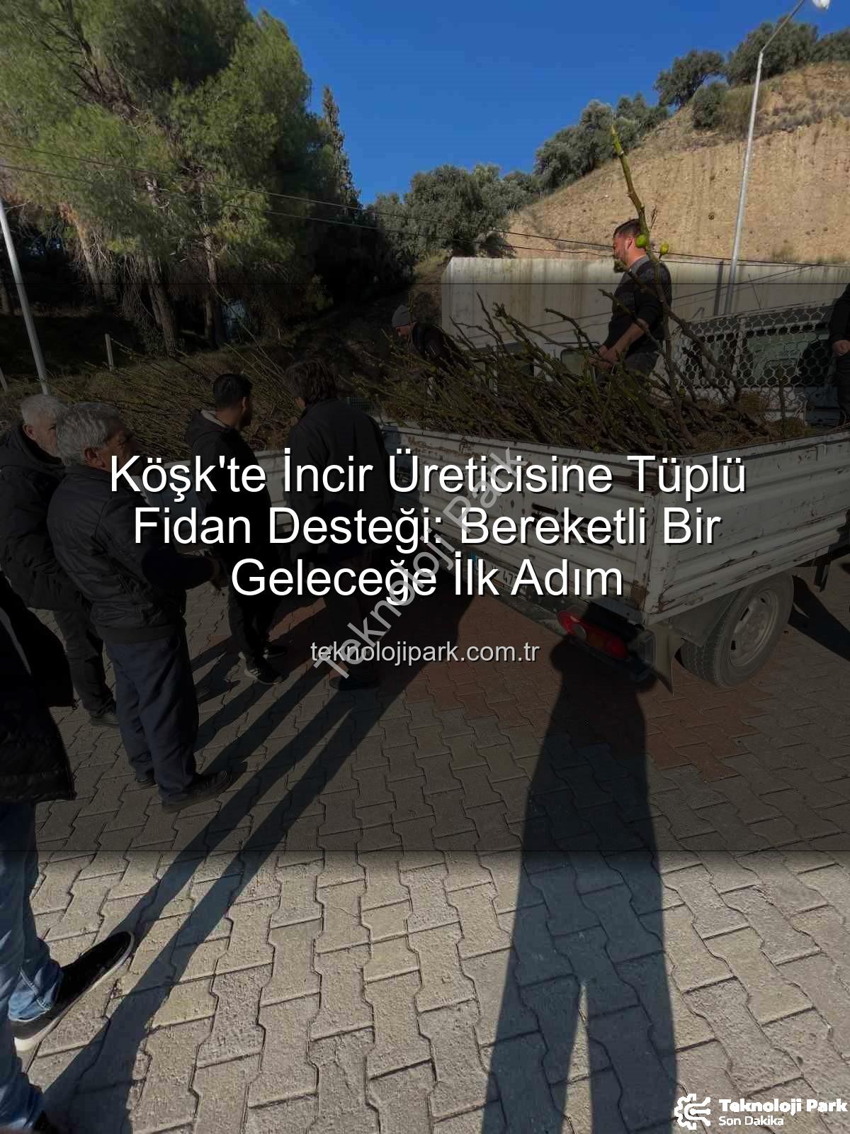 tüplü incir fidanı - Köşk'te İncir Üreticisine Tüplü Fidan Desteği: Bereketli Bir Geleceğe İlk Adım