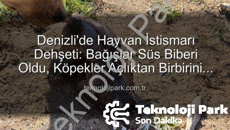 Denizli’de Hayvan İstismarı Dehşeti: Bağışlar Süs Biberi Oldu, Köpekler Açlıktan Birbirini Yedi!