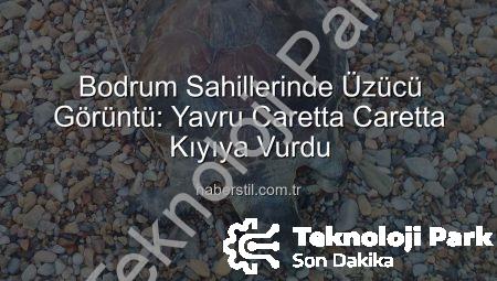 Bodrum Sahillerinde Üzücü Keşif: Yavru Caretta Caretta Kıyıya Vurdu