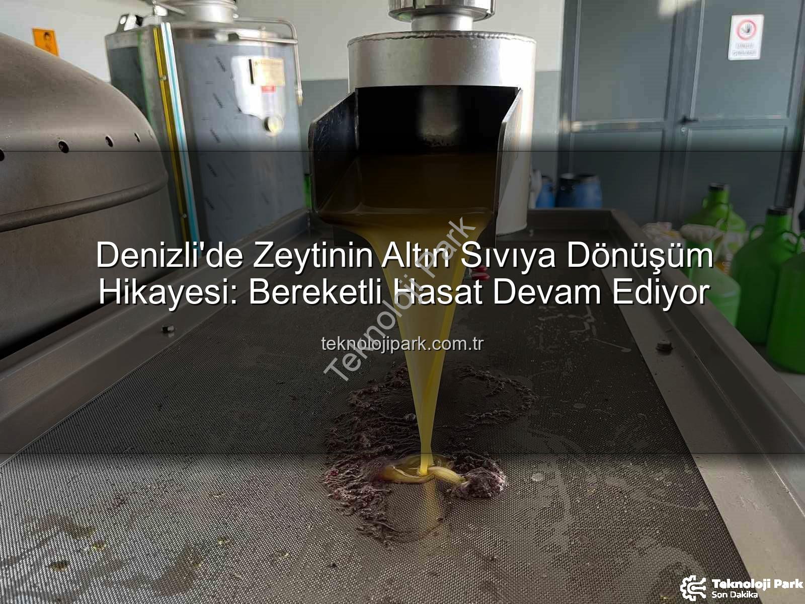 Denizli zeytinyağı üretimi - Denizli'de Zeytinin Altın Sıvıya Dönüşüm Hikayesi: Bereketli Hasat Devam Ediyor