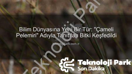 Bilim Dünyasına Yeni Bir Tür: “Çameli Pelemiri” Adıyla Tanıtılan Bitki Keşfedildi
