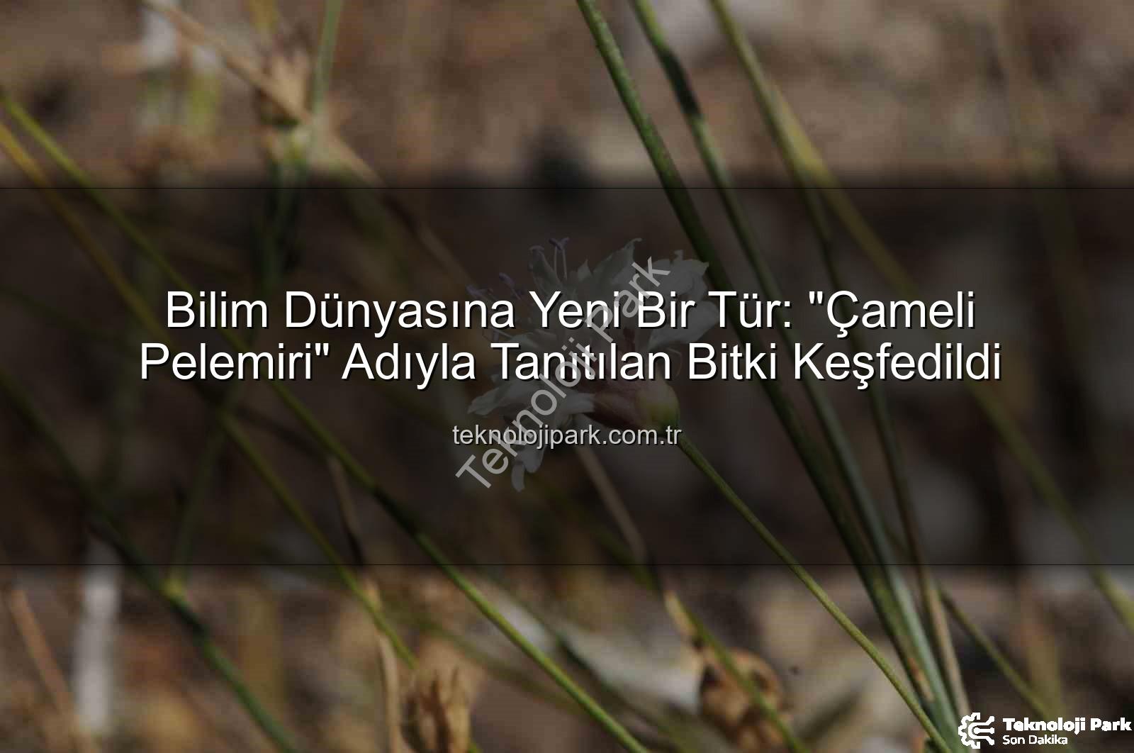 Çameli pelemiri - Bilim Dünyasına Yeni Bir Tür: "Çameli Pelemiri" Adıyla Tanıtılan Bitki Keşfedildi