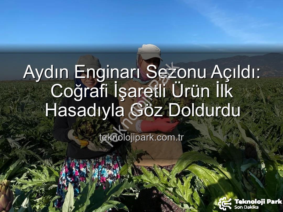 Aydın Enginarı - Aydın Enginarı Sezonu Açıldı: Coğrafi İşaretli Ürün İlk Hasadıyla Göz Doldurdu