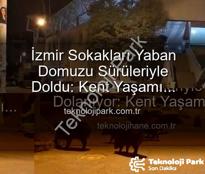 yaban domuzu - İzmir Sokakları Yaban Domuzu Sürüleriyle Doldu: Kent Yaşamı Doğayla İç İçe Geçti